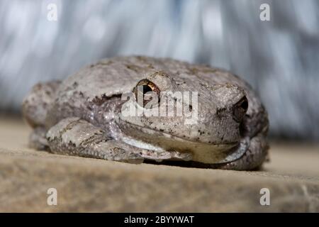 Grenouille arbre gris Cope. Banque D'Images