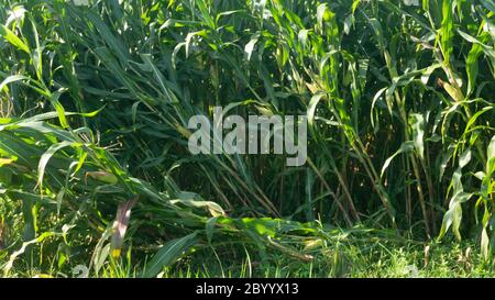 Les plantes de maïs endommagées par le vent. Les racines moins fortes facilitent l'effondrement des plantes Banque D'Images