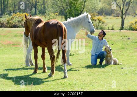 homme avec chevaux et chien Banque D'Images