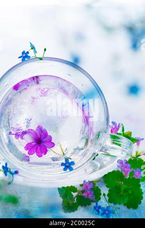 Fleurs congelées dans un verre de thé, tisane, transparence et de clarté concept Banque D'Images