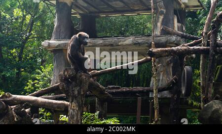 Le chimpanzé (Pan troglodytes), également connu sous le nom de chimpanzé chimpanzé commun, robuste, ou simplement 'chimp', est une espèces de grands singes indigènes de la f Banque D'Images