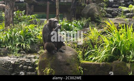 Le chimpanzé (Pan troglodytes), également connu sous le nom de chimpanzé chimpanzé commun, robuste, ou simplement 'chimp', est une espèces de grands singes indigènes de la f Banque D'Images