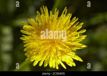 Flore - pissenlit commun (Taraxacum officinale) Banque D'Images