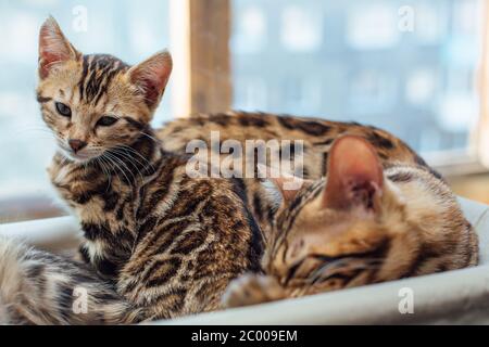 Deux chatons bengale dorés mignons, reposant sur le lit de fenêtre du chat. Banque D'Images