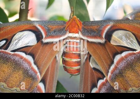 Gros plan d'un papillon de l'atlas qui perce sur une branche d'arbre Banque D'Images