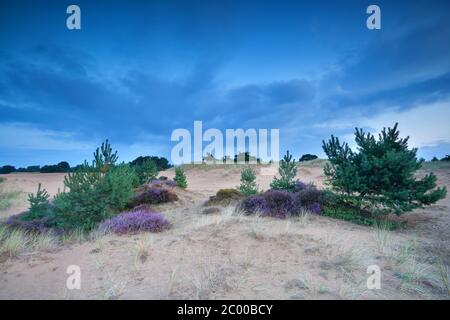 pins et bruyère sur les dunes de sable Banque D'Images