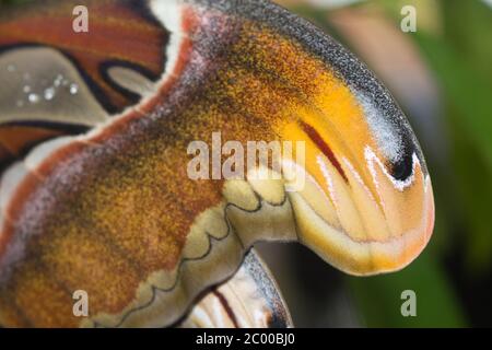 Gros plan d'un papillon de l'atlas qui perce sur une branche d'arbre Banque D'Images