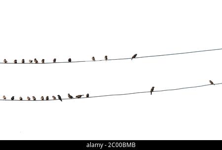 oiseaux sur fil Banque D'Images