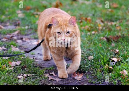 Le chat rouge marche dans l'herbe d'automne sur une laisse Banque D'Images