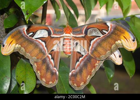 Gros plan d'un papillon de l'atlas qui perce sur une branche d'arbre Banque D'Images