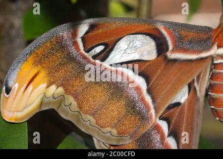 Gros plan d'un papillon de l'atlas qui perce sur une branche d'arbre Banque D'Images