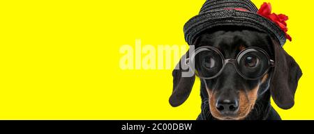 adorable chien de teck dachshund portant des lunettes et un chapeau, regardant de côté sur fond jaune Banque D'Images
