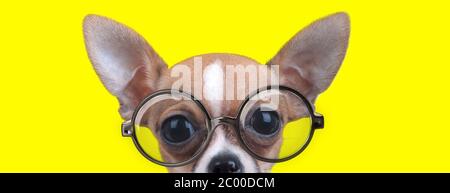 curieux chihuahua avec de grands yeux portant des lunettes sur fond jaune Banque D'Images