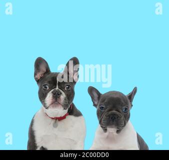 Chien de taureau français dutiful portant un collier, regardant vers l'avant et endormi chien de taureau français cub sur fond bleu Banque D'Images