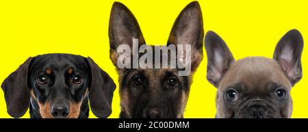 Une adorable équipe de 3 chiens, composée d'un chien Teckel, d'un Berger allemand et d'un chien Bulldog français, se tient à côté l'un de l'autre et regarde l'appareil photo o Banque D'Images