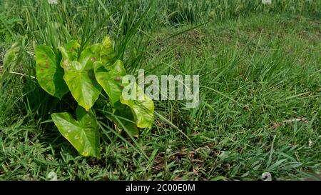 Caladium bi couleur, Reine des plantes à feuilles pour la décoration, famille des Araceae, oreille d'éléphant, Alocasia, feuilles de plantes de Colocasi Banque D'Images