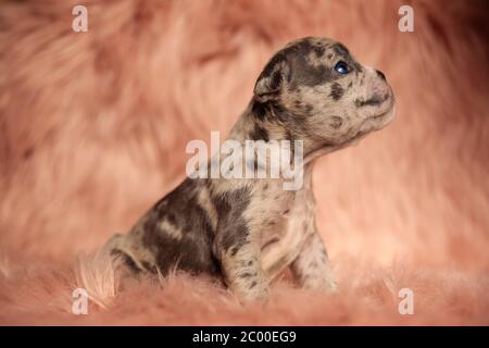 vue latérale d'un adorable petit bouleur américain qui se penche sur un fond de fourrure rose Banque D'Images