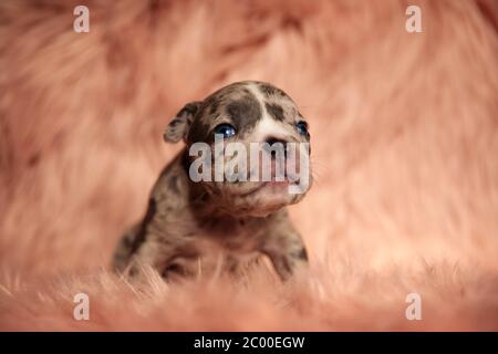 adorable jeune américain, le petit taureau se regardant et assis sur un fond de fourrure rose Banque D'Images