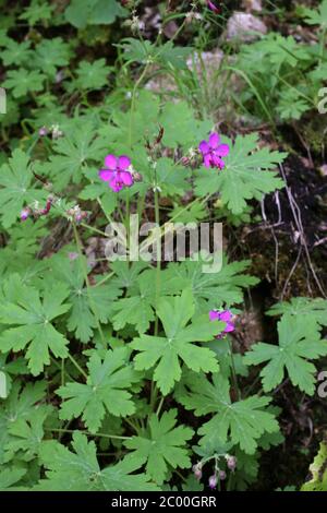 Géranium macrorrhizum, rocaille. Plante sauvage au printemps. Banque D'Images