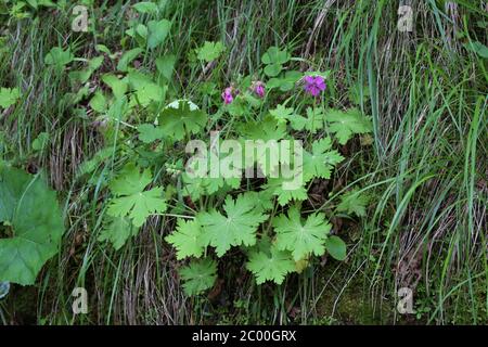 Géranium macrorrhizum, rocaille. Plante sauvage au printemps. Banque D'Images