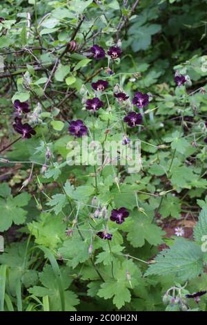 Géranium phaéum, mousquee de mousquee sombre veuve. Plante sauvage au printemps. Banque D'Images