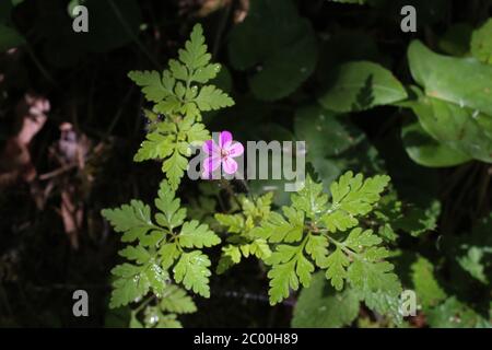 Géranium robertianum, Herb Robert - plante sauvage au printemps. Banque D'Images