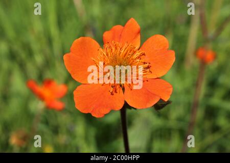 Geum coccineum - plante sauvage au printemps. Banque D'Images