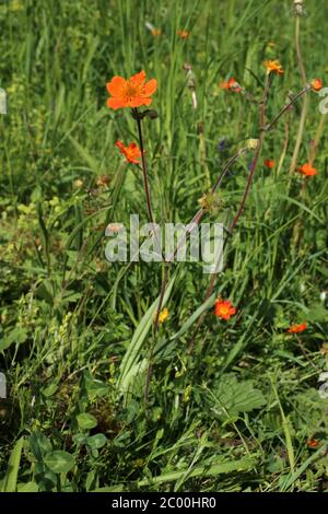 Geum coccineum - plante sauvage au printemps. Banque D'Images