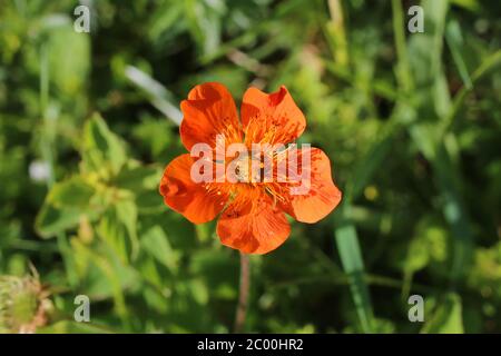 Geum coccineum - plante sauvage au printemps. Banque D'Images