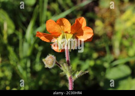 Geum coccineum - plante sauvage au printemps. Banque D'Images