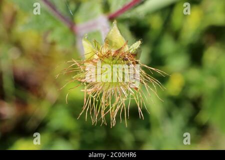 Geum coccineum - plante sauvage au printemps. Banque D'Images