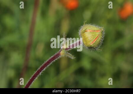 Geum coccineum - plante sauvage au printemps. Banque D'Images