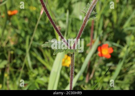 Geum coccineum - plante sauvage au printemps. Banque D'Images