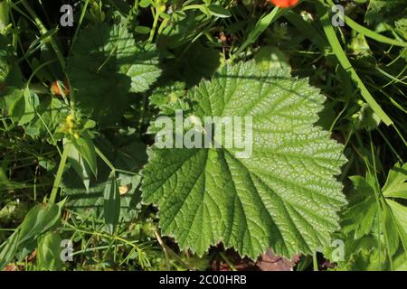 Geum coccineum - plante sauvage au printemps. Banque D'Images