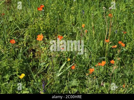 Geum coccineum - plante sauvage au printemps. Banque D'Images