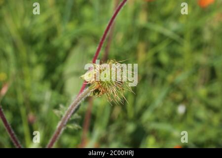 Geum coccineum - plante sauvage au printemps. Banque D'Images