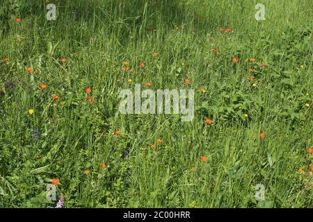 Geum coccineum - plante sauvage au printemps. Banque D'Images