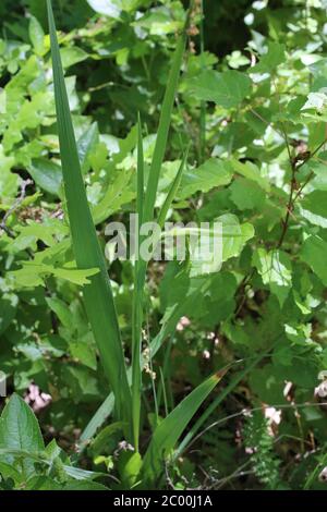 Gladiolus communis - plante sauvage au printemps. Banque D'Images