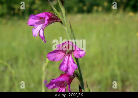 Gladiolus communis - plante sauvage au printemps. Banque D'Images