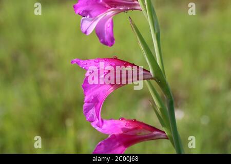 Gladiolus communis - plante sauvage au printemps. Banque D'Images