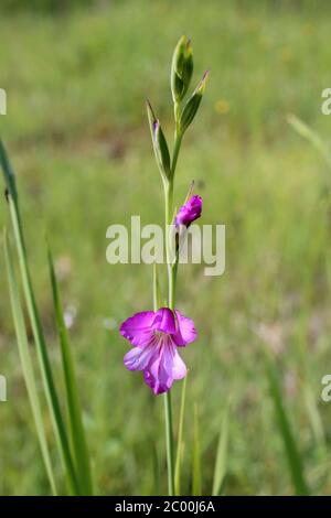 Gladiolus communis - plante sauvage au printemps. Banque D'Images