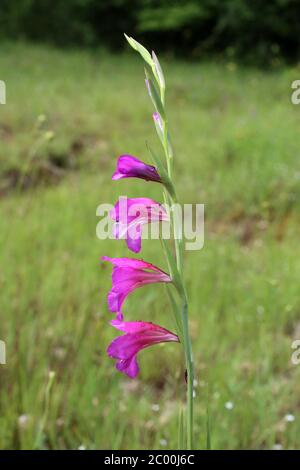 Gladiolus communis - plante sauvage au printemps. Banque D'Images