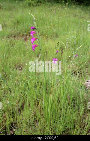 Gladiolus communis - plante sauvage au printemps. Banque D'Images