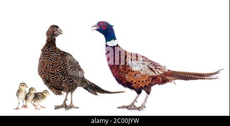 Famille européenne Pheasant commun, Phasianus colchicus, devant un fond blanc Banque D'Images