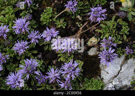 Globularia cordifolia, globularia maté. Plante sauvage au printemps. Banque D'Images