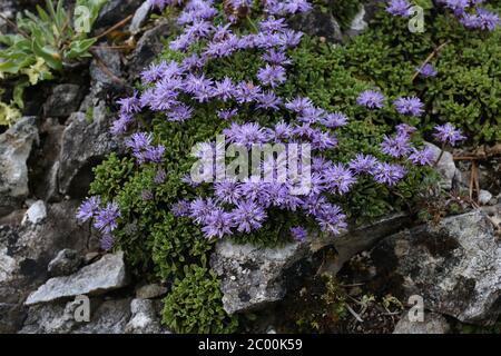 Globularia cordifolia, globularia maté. Plante sauvage au printemps. Banque D'Images