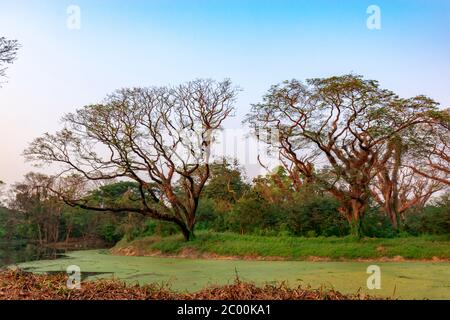 Le jardin botanique indien Acharya Jagadish Chandra Bose de Shibpur, Howrah près de Kolkata. Banque D'Images