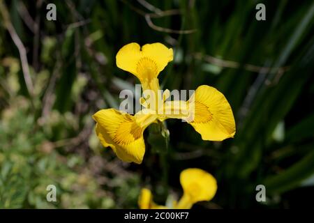 Iris pseudocacorus, jaune Iris drapeau jaune. Plante sauvage au printemps. Banque D'Images