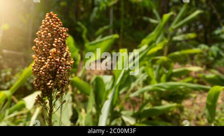 Jali (Coix lacryma-jobi), est une sorte de plante de grain tropicale de la tribu des céréales ou des Poaceae. Son origine est l'Asie de l'est et la Malaisie mais maintenant elle a cracher Banque D'Images