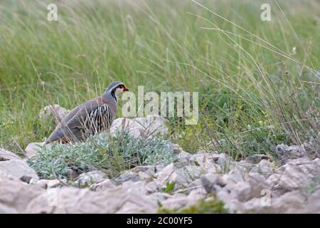 Rock Partridge - Alectoris graeca, magnifique oiseau coloré de Souther Européens buissons nad rocks, Pag Island, Croatie. Banque D'Images